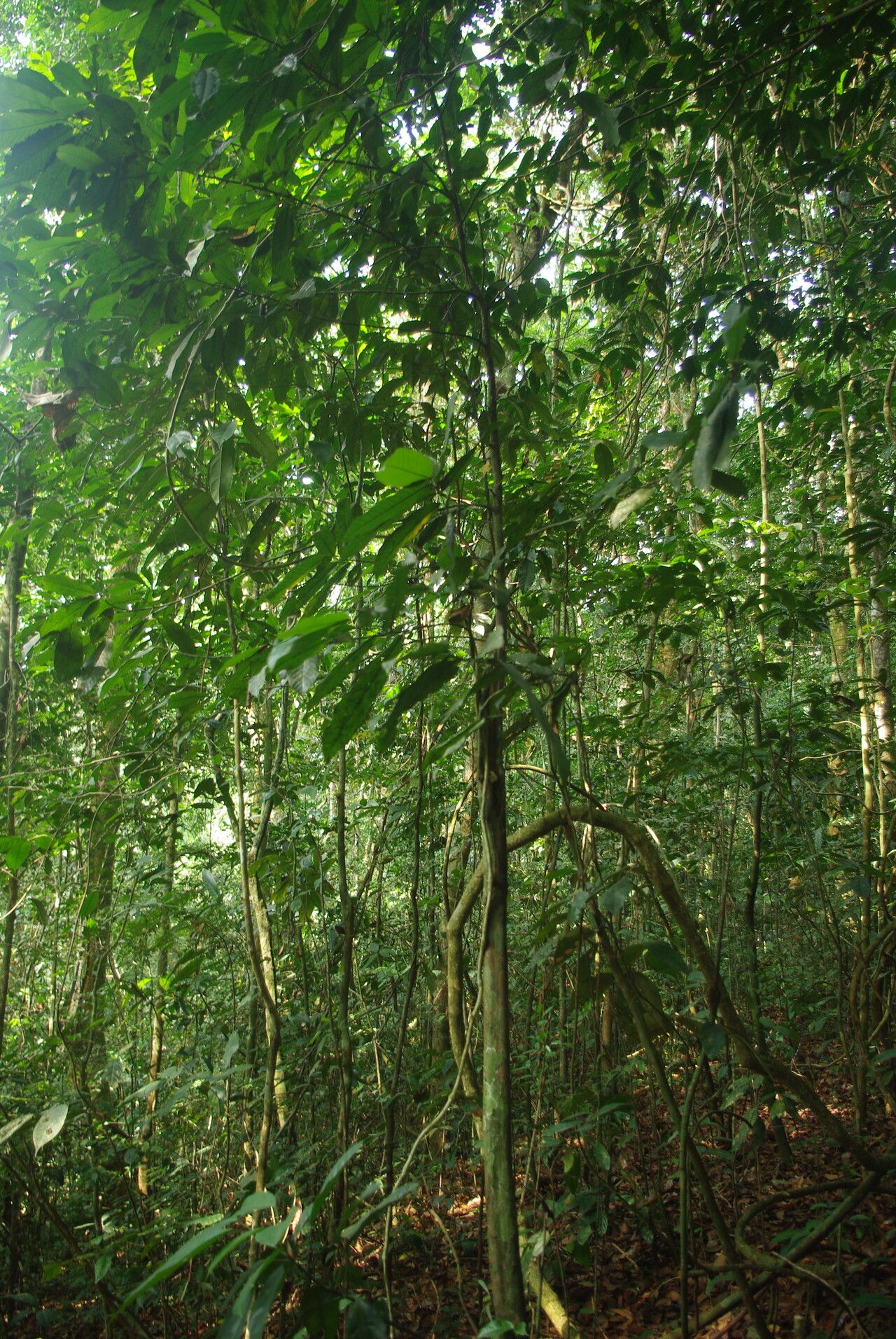 Piptostigma fugax habit