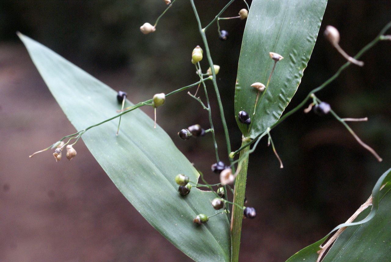Lasiacis maculata fruit