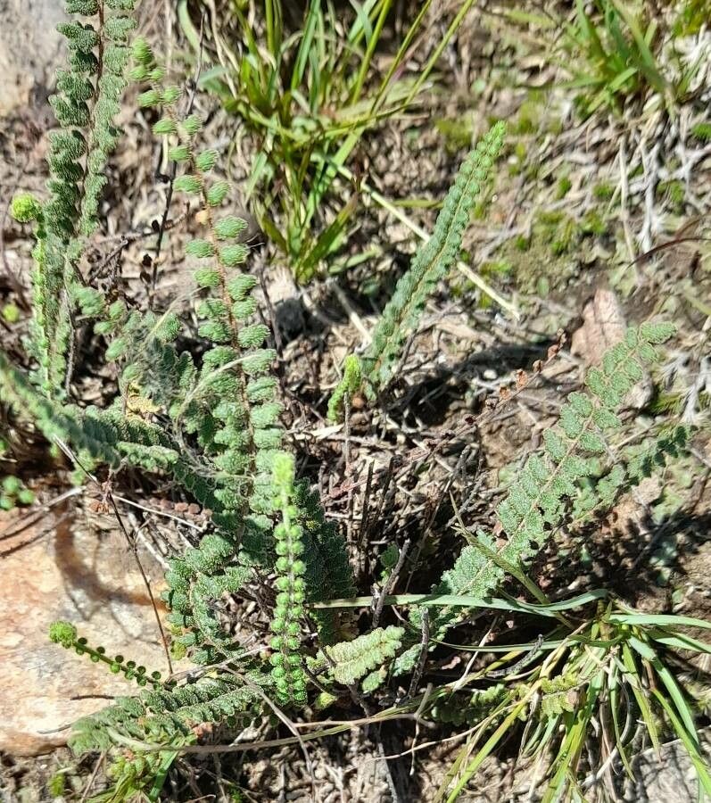 Cheilanthes bonariensis leaf