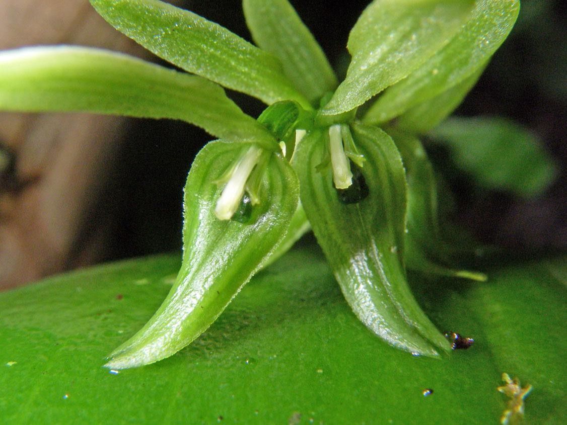 Acianthera aberrans — related species from the same genus