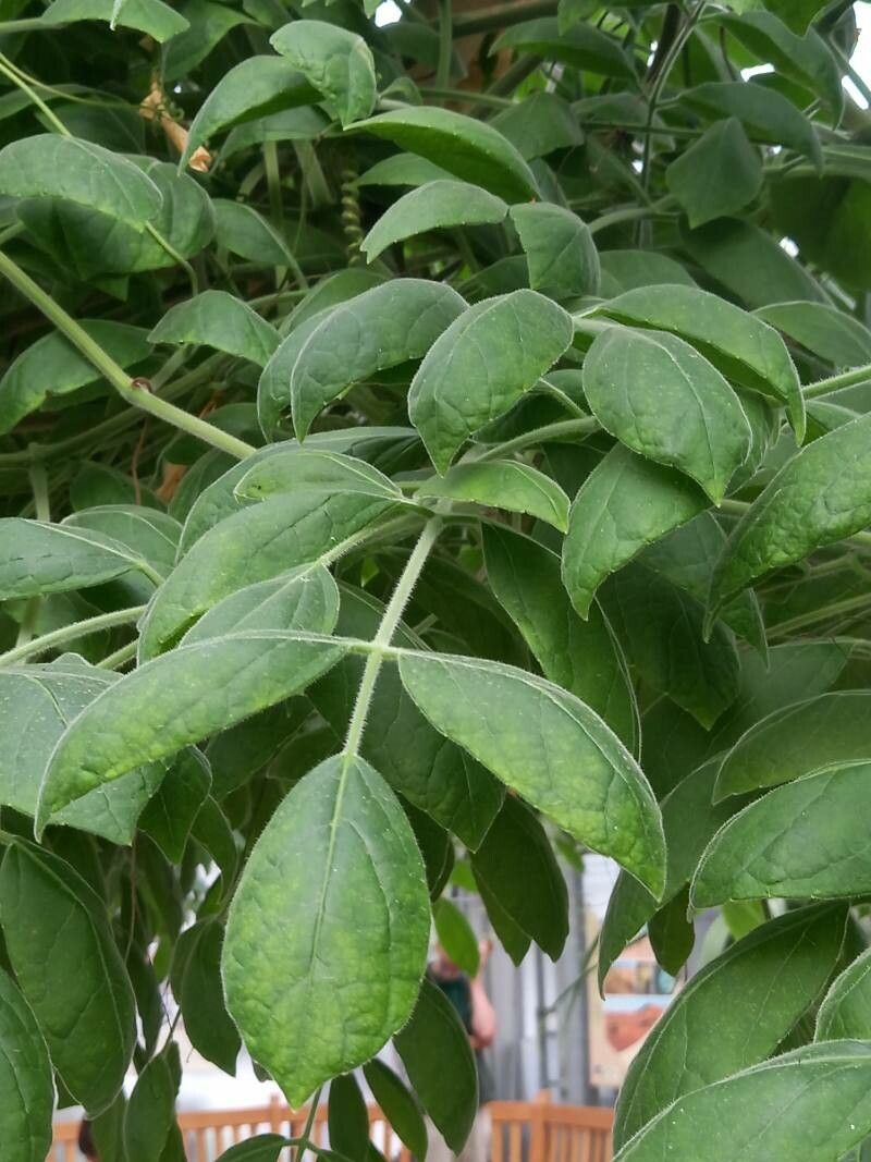 Cyphostemma laza leaf