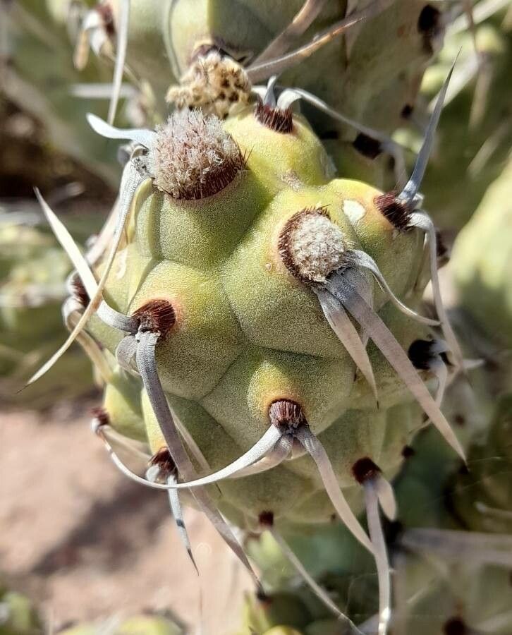Opuntia articulata leaf