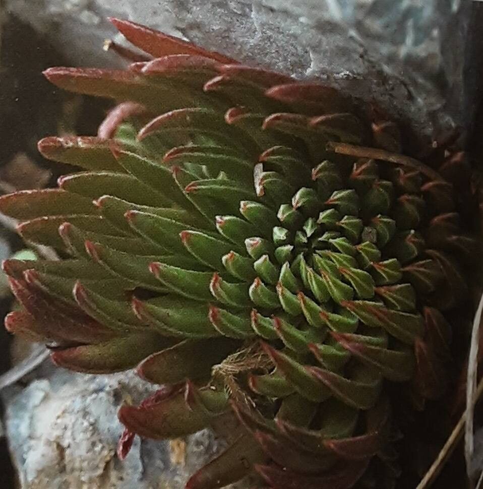 Villadia aristata — related species from the same genus