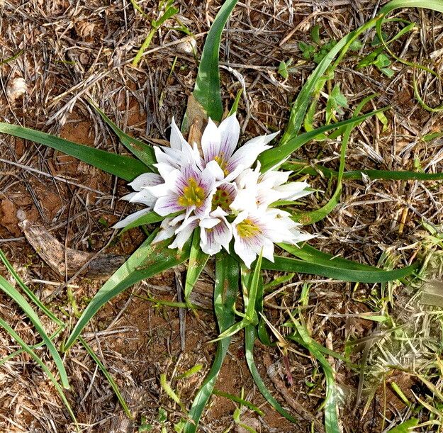 Colchicum europaeum flower