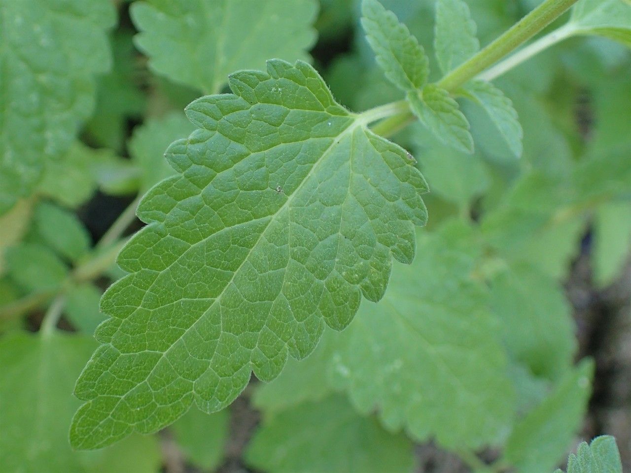 Scutellaria columnae leaf