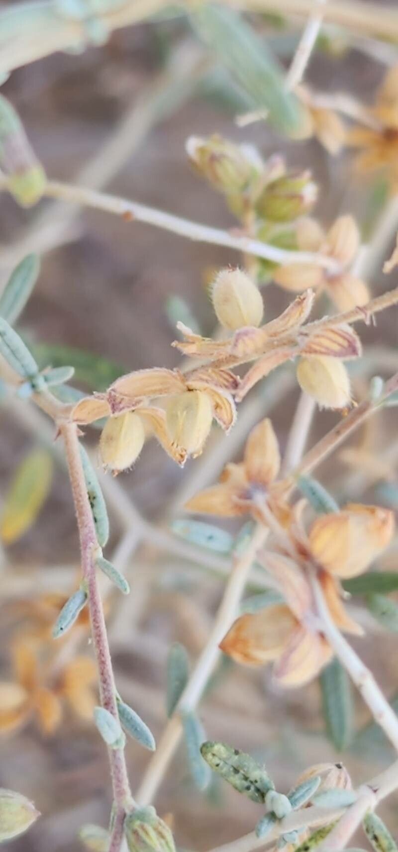 Helianthemum lippii fruit