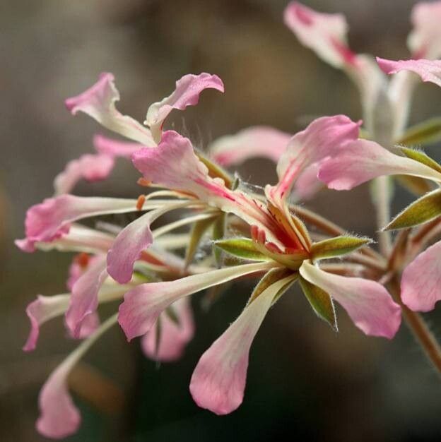 Pelargonium trifoliolatum — houseplant care guide