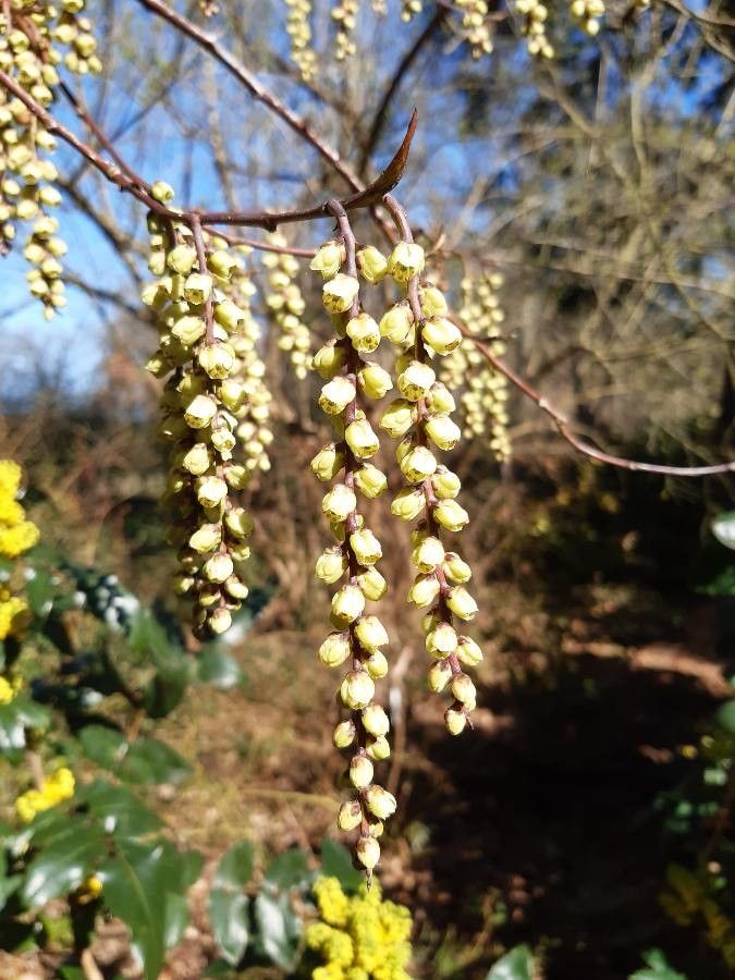 Stachyurus praecox flower