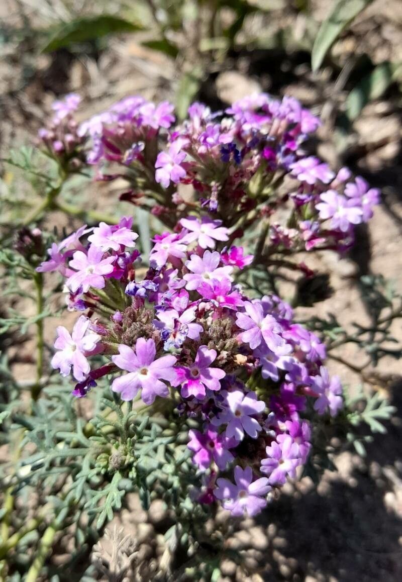 Junellia hookeriana flower