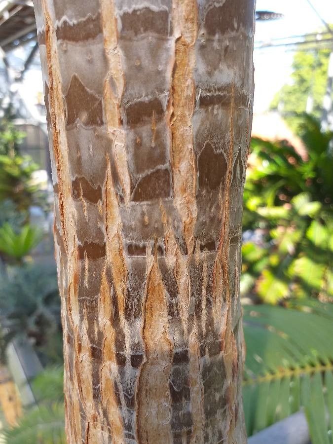 Aloe bainesii bark