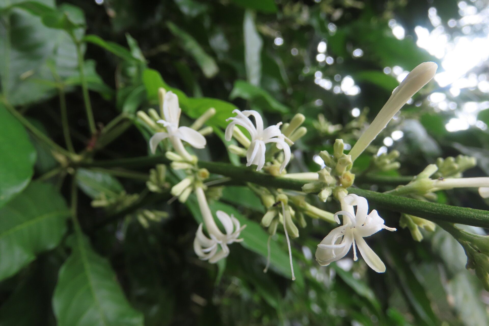 Angostura granulosa flower
