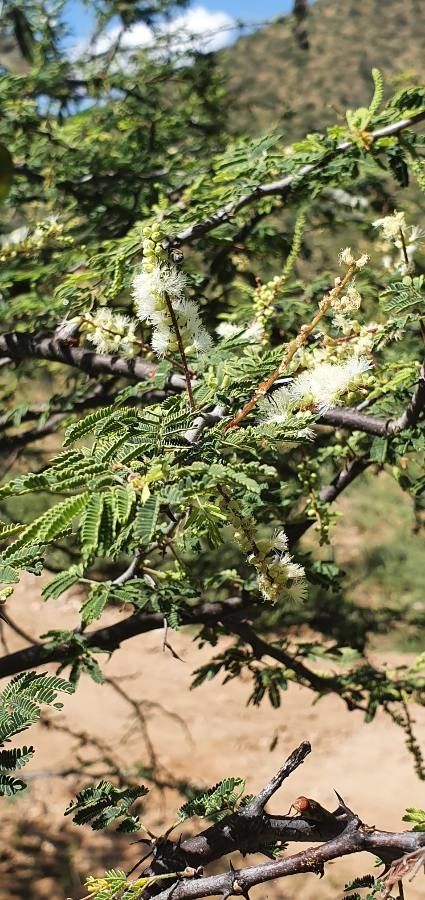 Senegalia goetzei flower