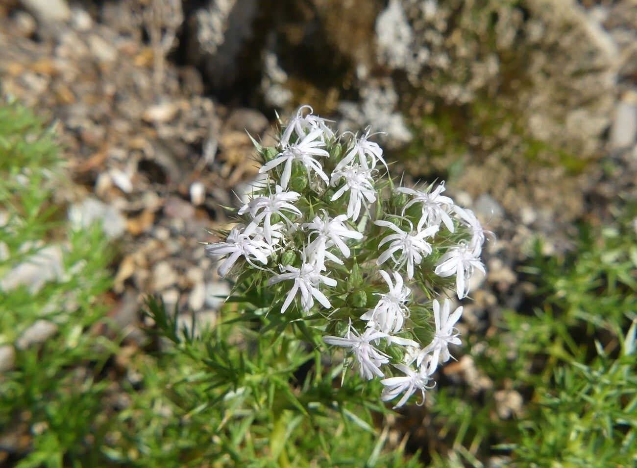 Drypis spinosa flower