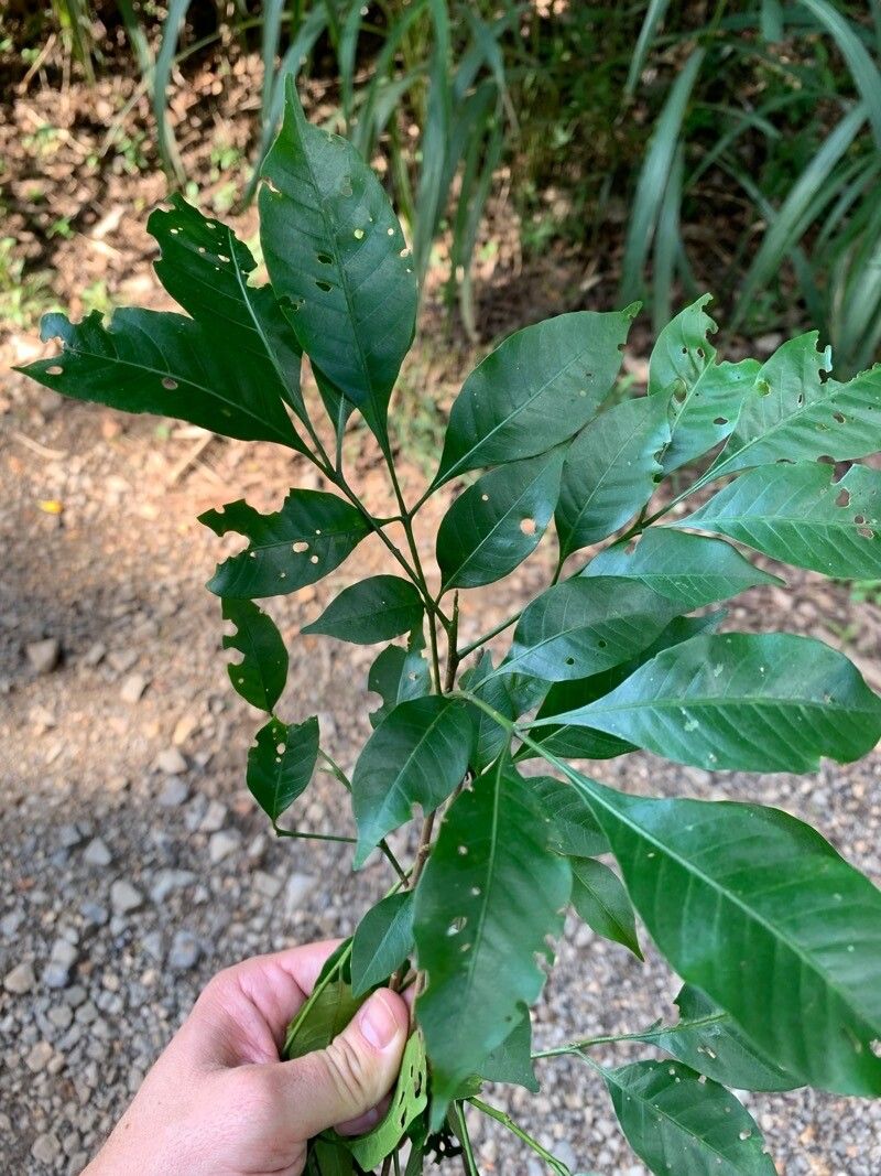 Trichilia pallens — houseplant care guide