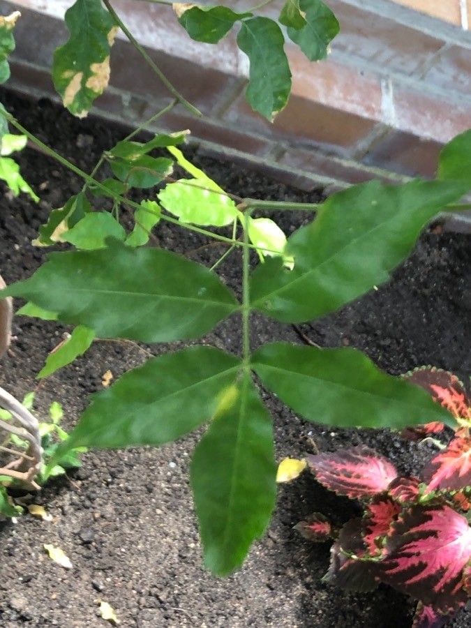 Paullinia rubiginosa — search result for 'Paullinia'