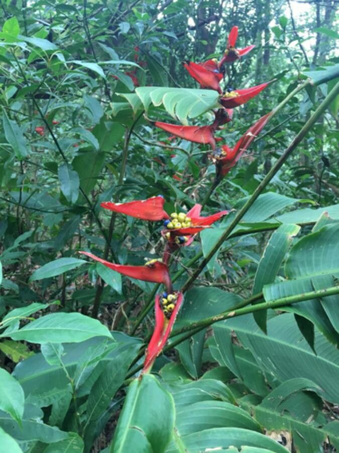 Heliconia monteverdensis fruit