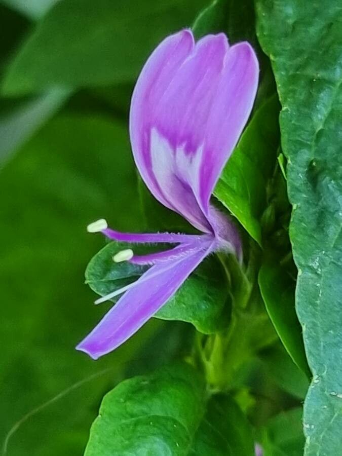 Dicliptera brachiata flower
