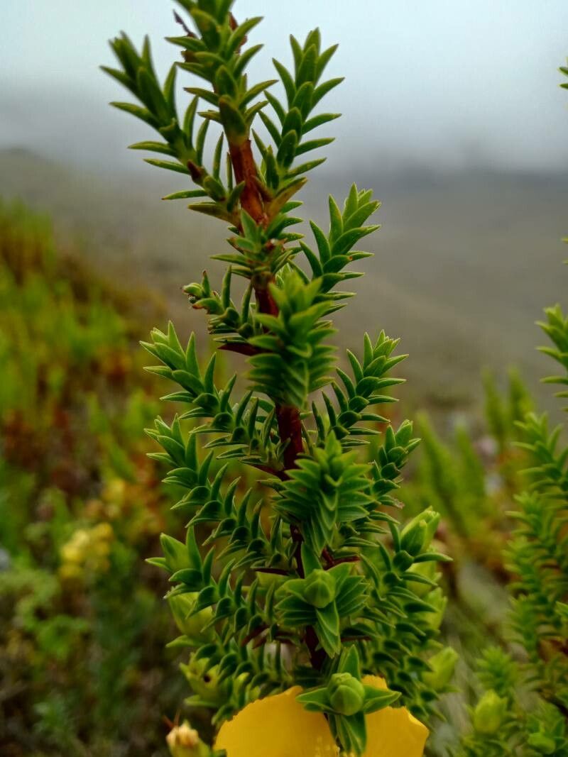 Hypericum goyanesii leaf