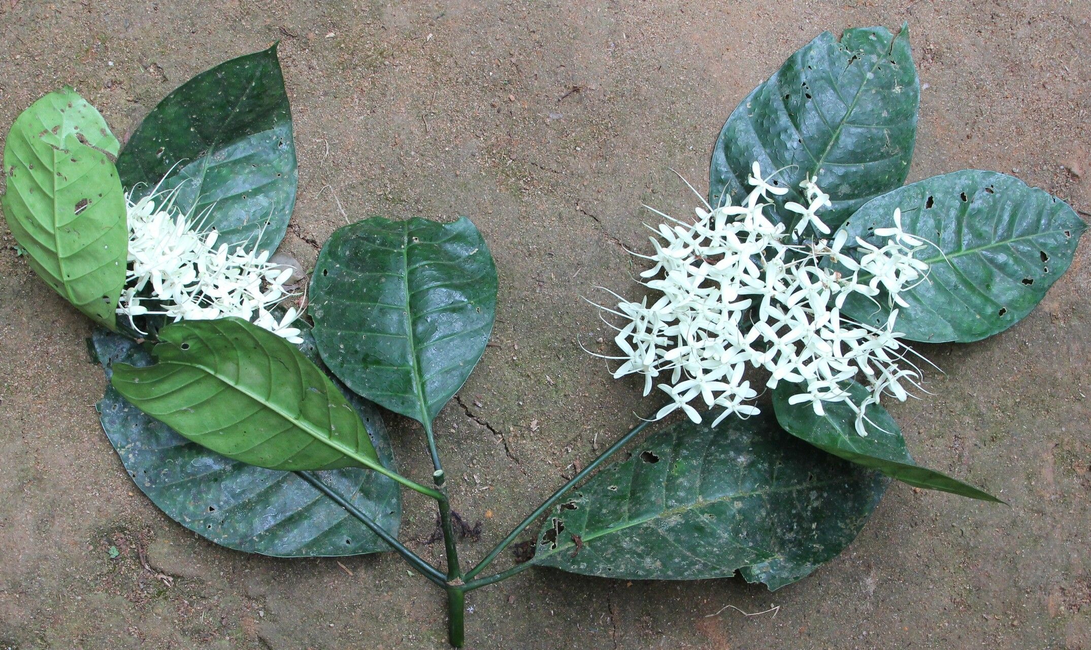 Pavetta rigida habit