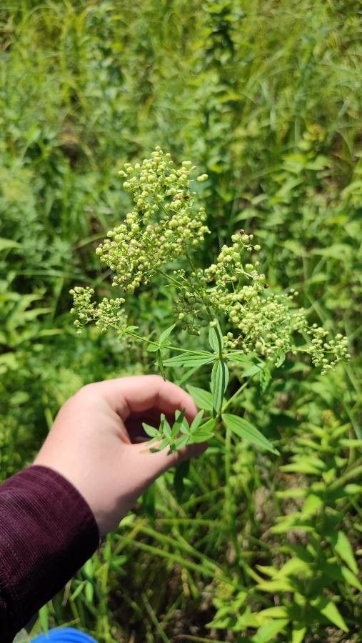 Galium rubioides habit