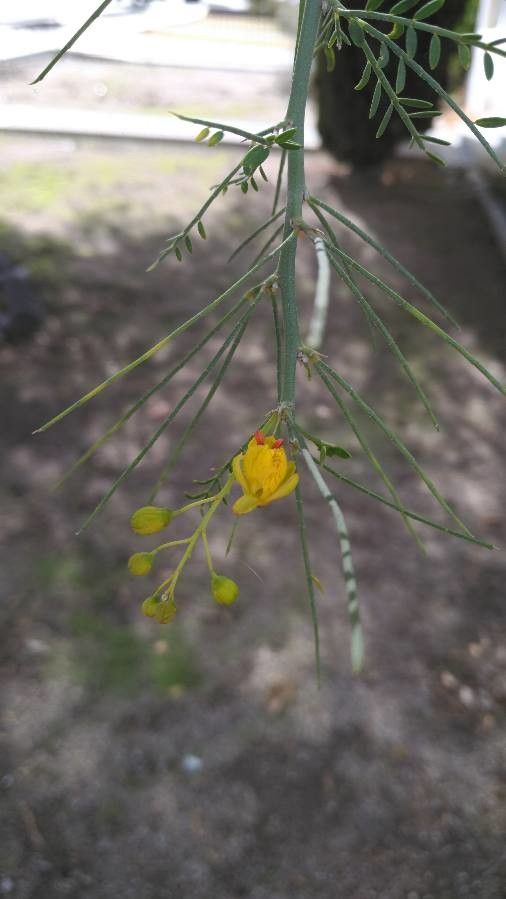Parkinsonia florida flower