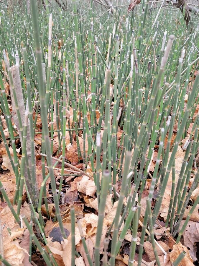 Equisetum variegatum leaf