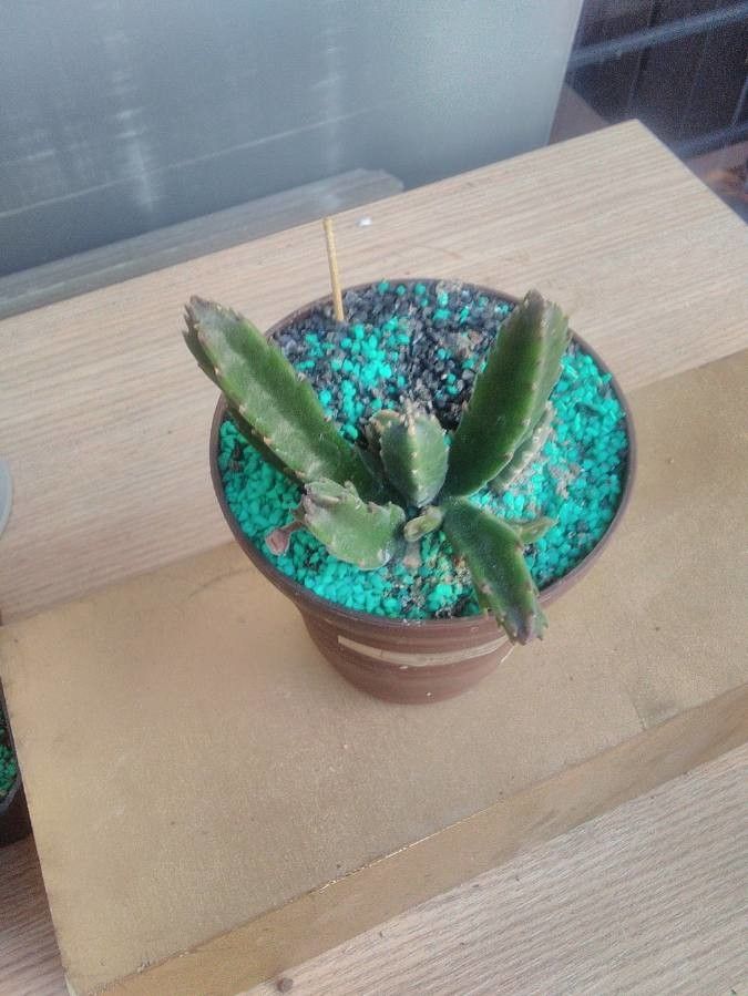 Stapelia gettliffei leaf