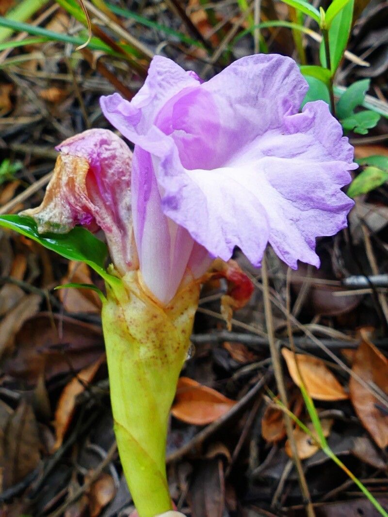 Aframomum cereum — houseplant care guide