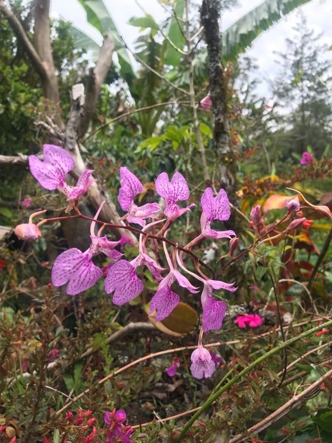 Ionopsis utricularioides flower