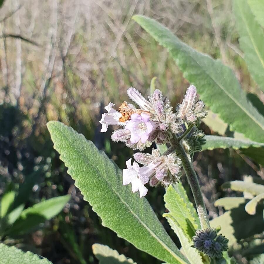 Eriodictyon crassifolium flower