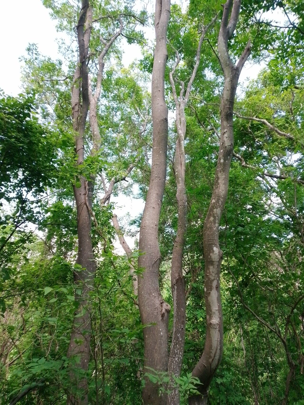 Lonchocarpus lanceolatus bark