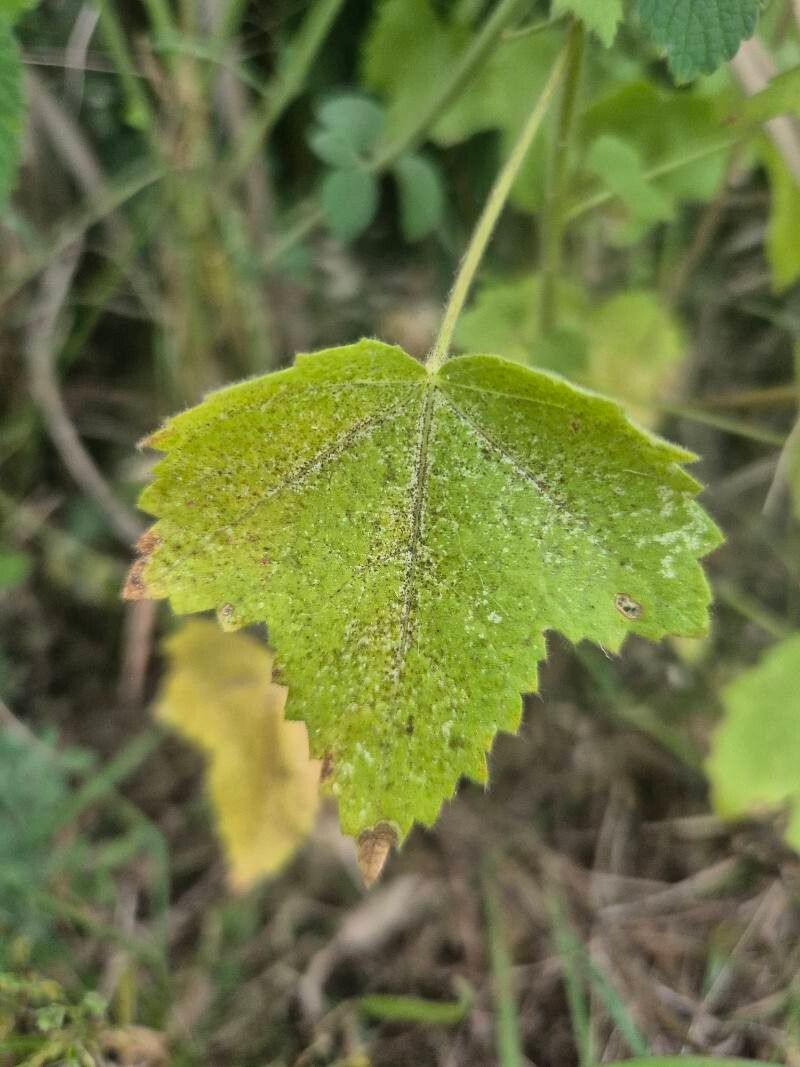 Kosteletzkya adoensis — related species from the same genus