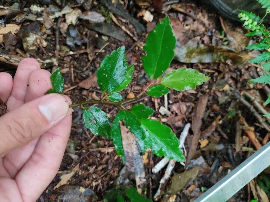 Begonia fruticosa — houseplant care guide