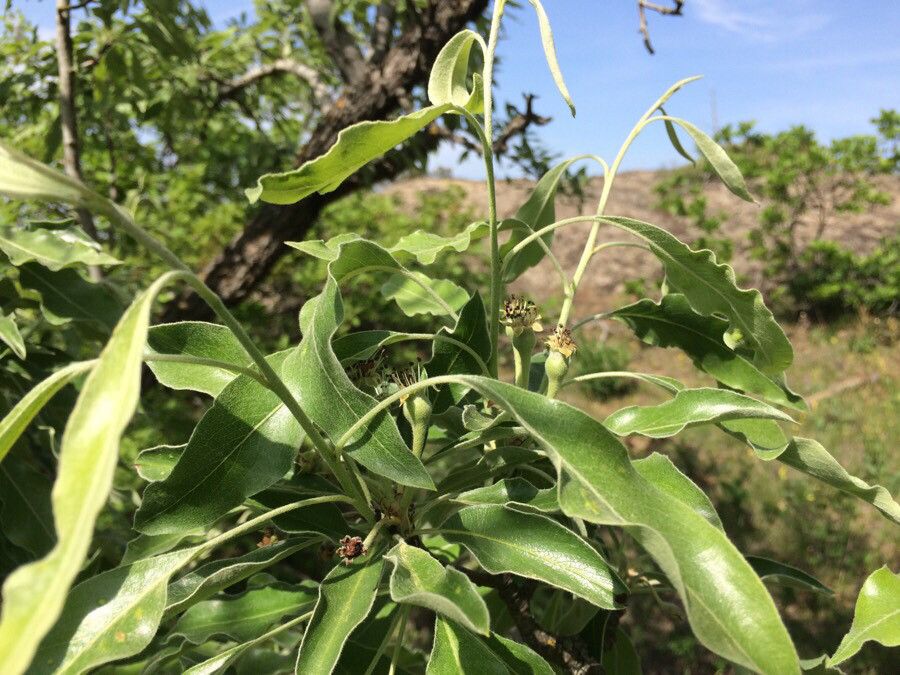 Pyrus caucasica — search result for 'Pyrus'
