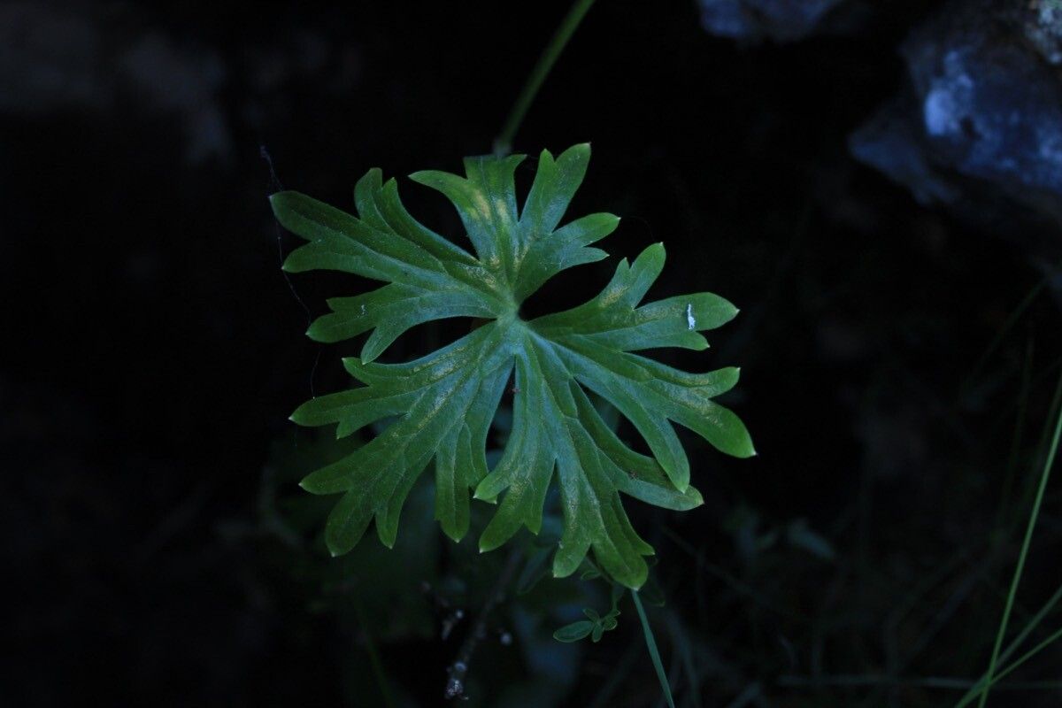 Delphinium emarginatum — search result for 'Delphinium'