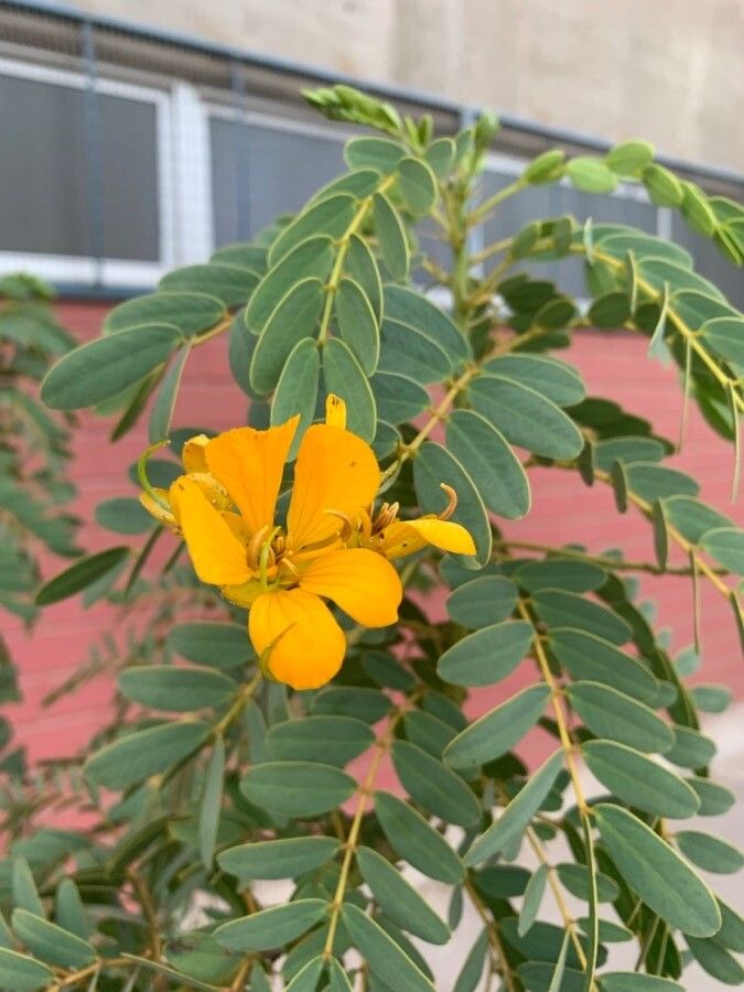 Senna candolleana flower