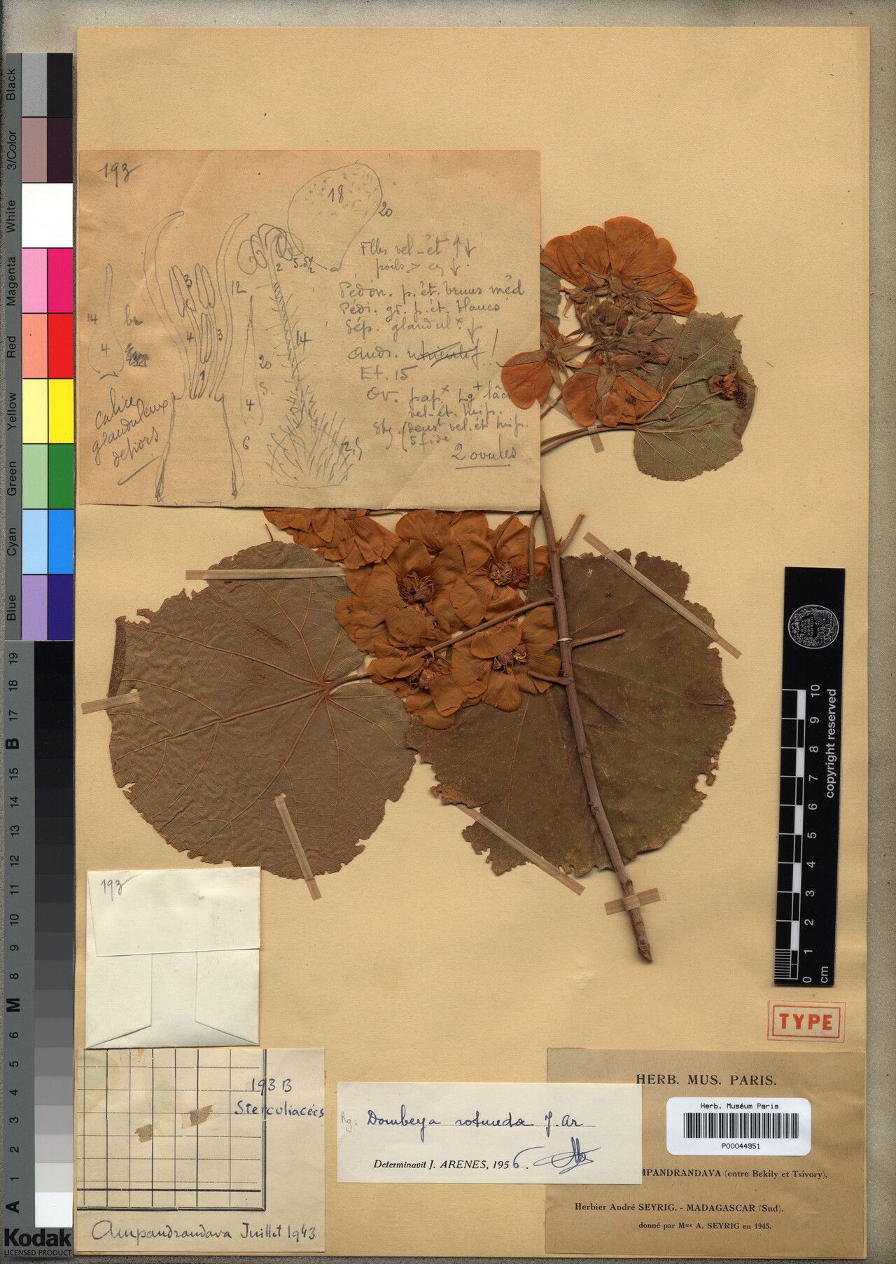 Dombeya rotunda — houseplant care guide