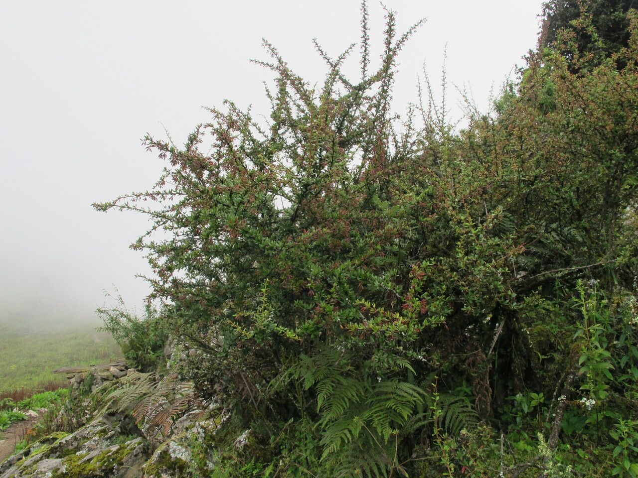 Berberis jaeschkeana habit