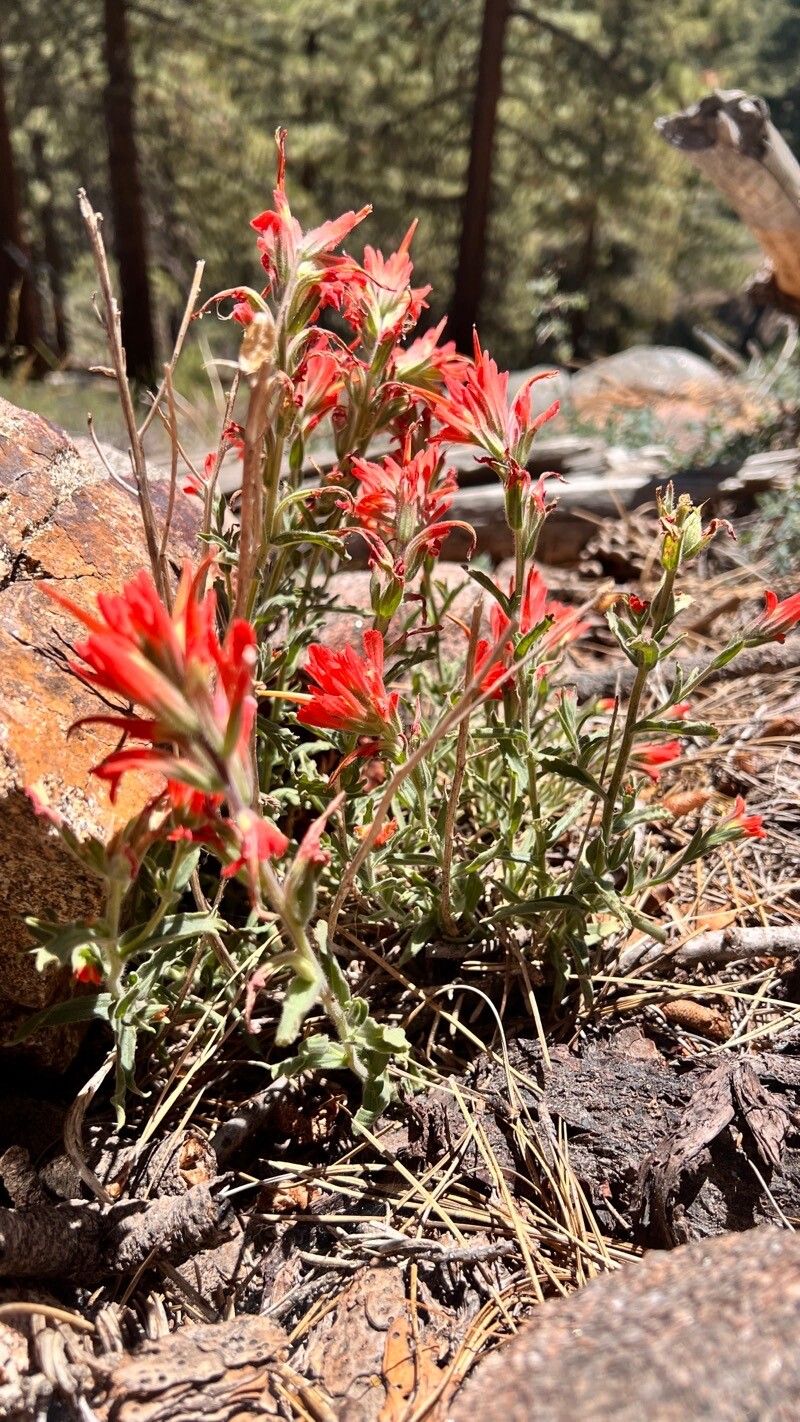 Castilleja subinclusa habit