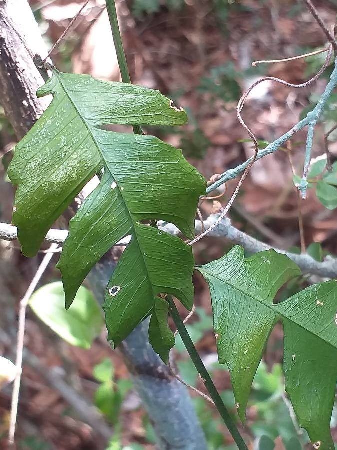 Schlechterina mitostemmatoides — search result for 'Kenya'