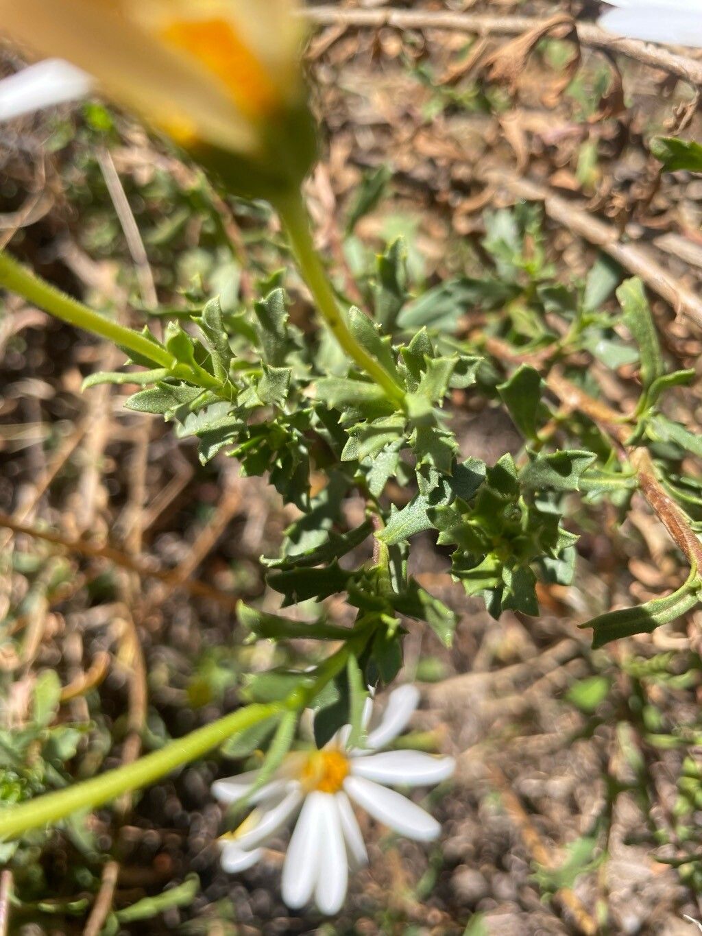 Dimorphotheca cuneata leaf