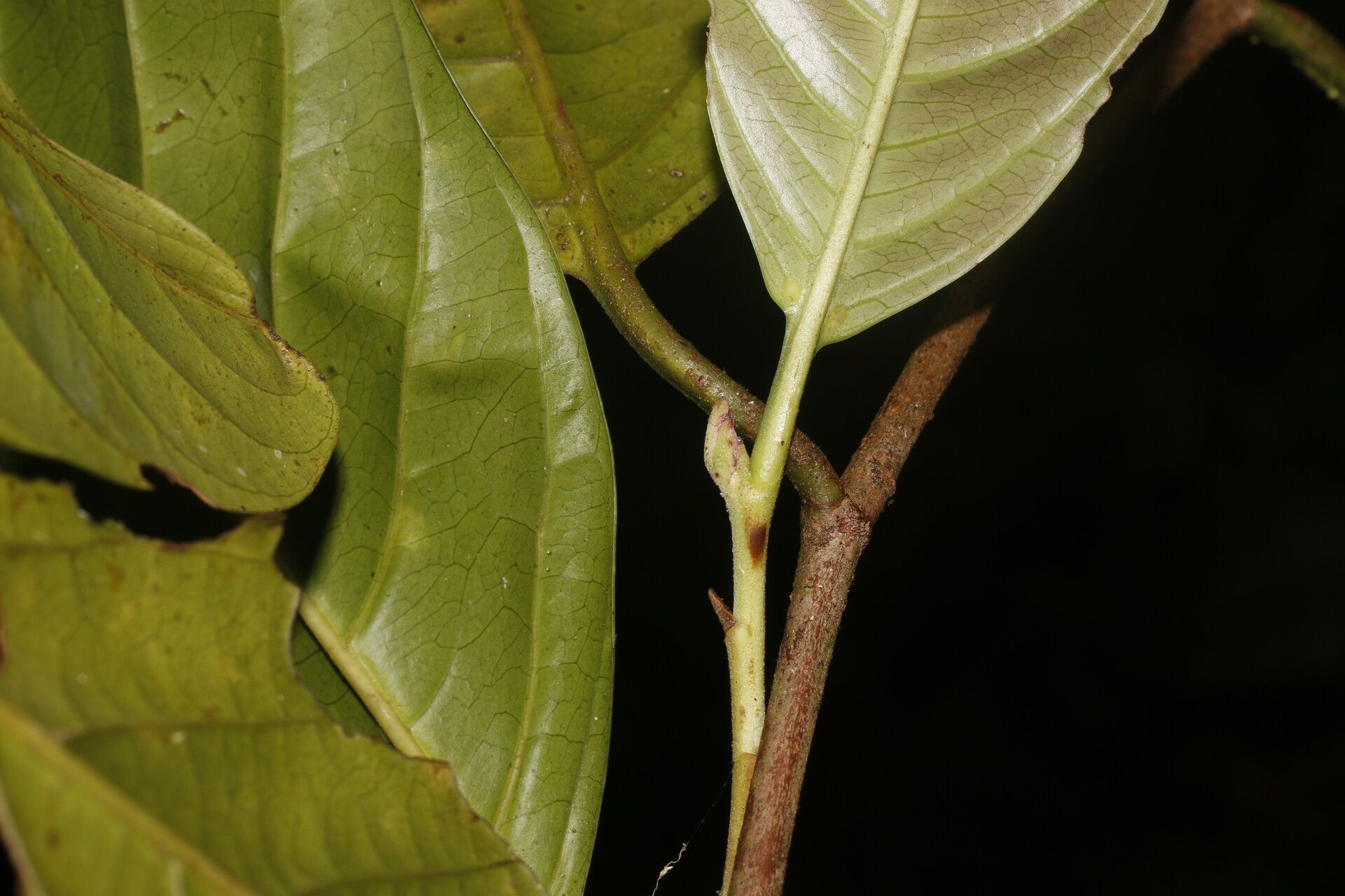 Prunus subcorymbosa bark