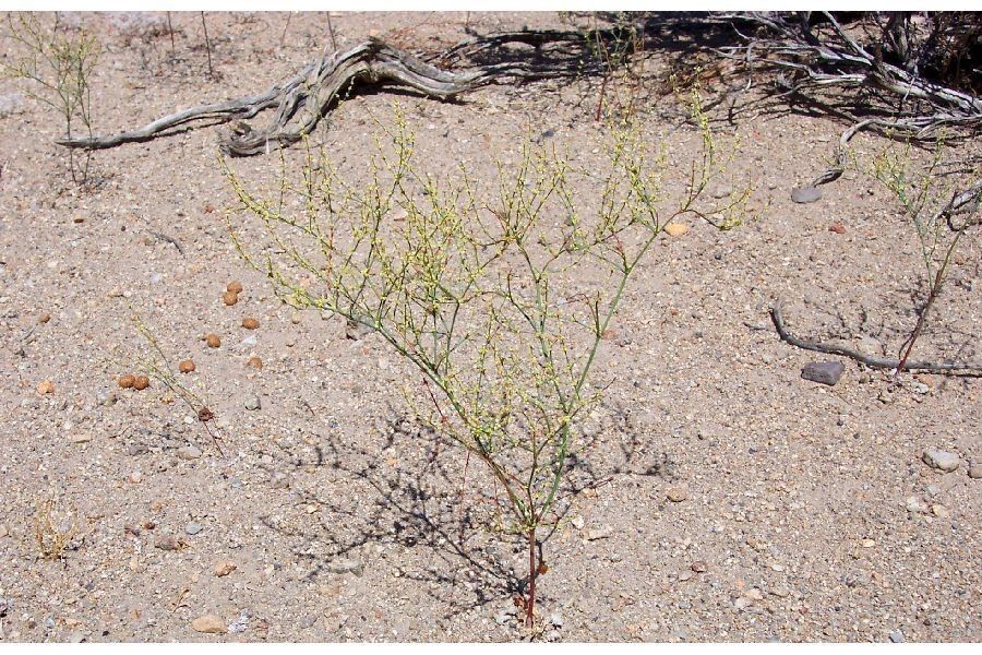 Eriogonum brachyanthum habit