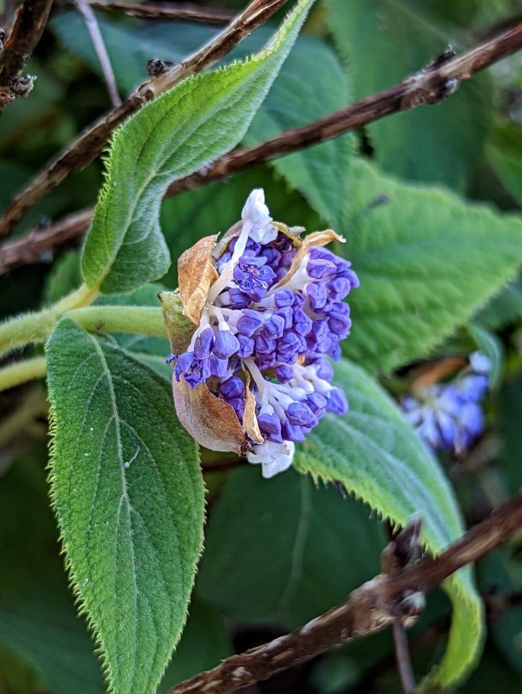 Hydrangea involucrata flower