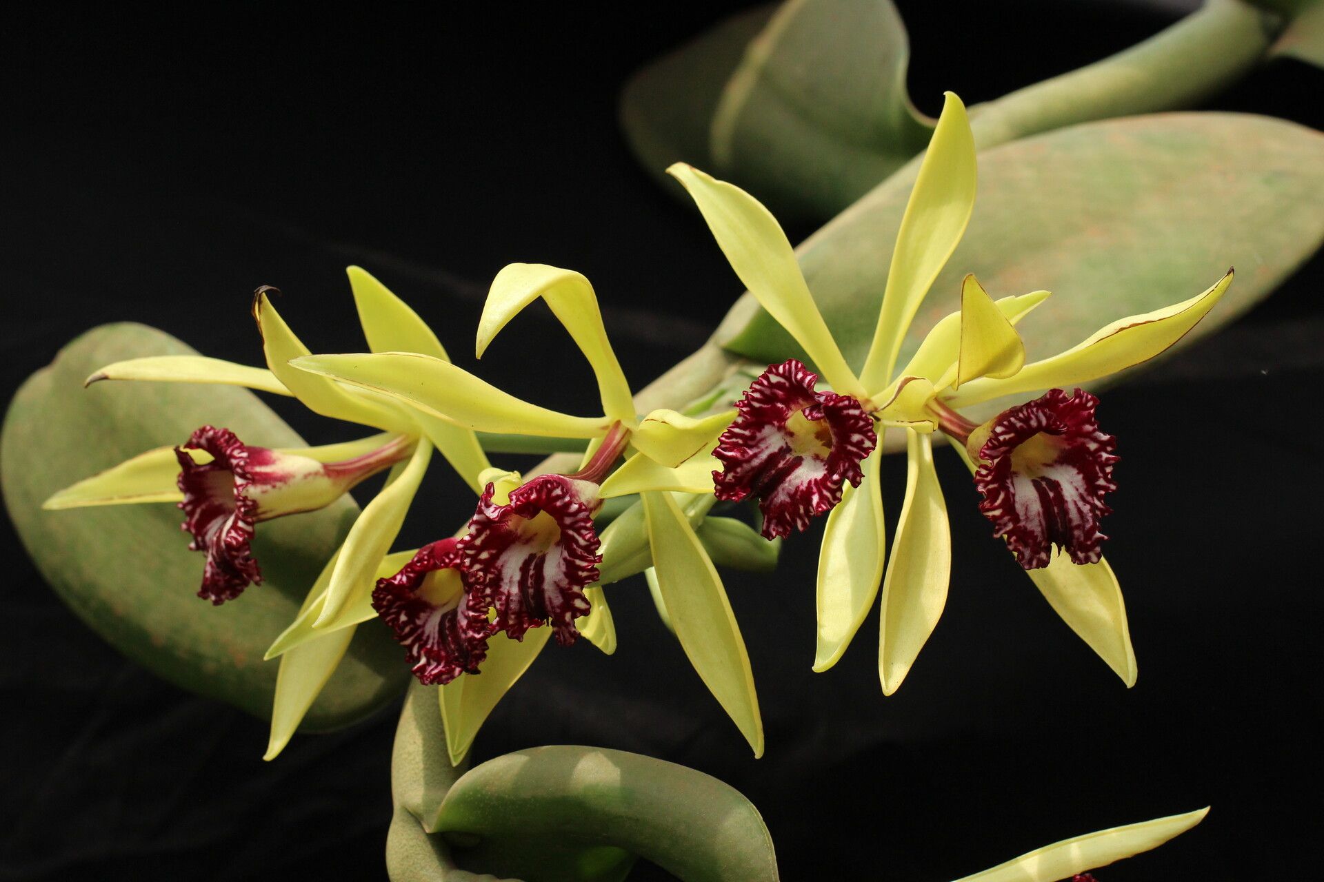 Vanilla ochyrae — houseplant care guide