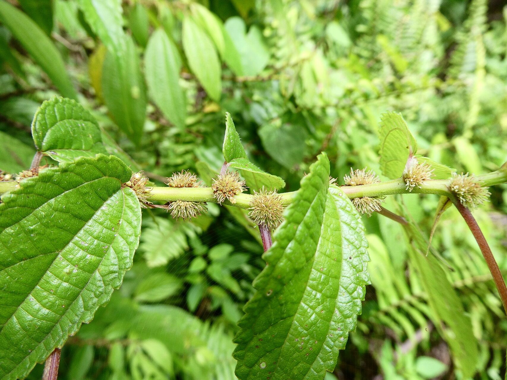 Boehmeria ramiflora flower