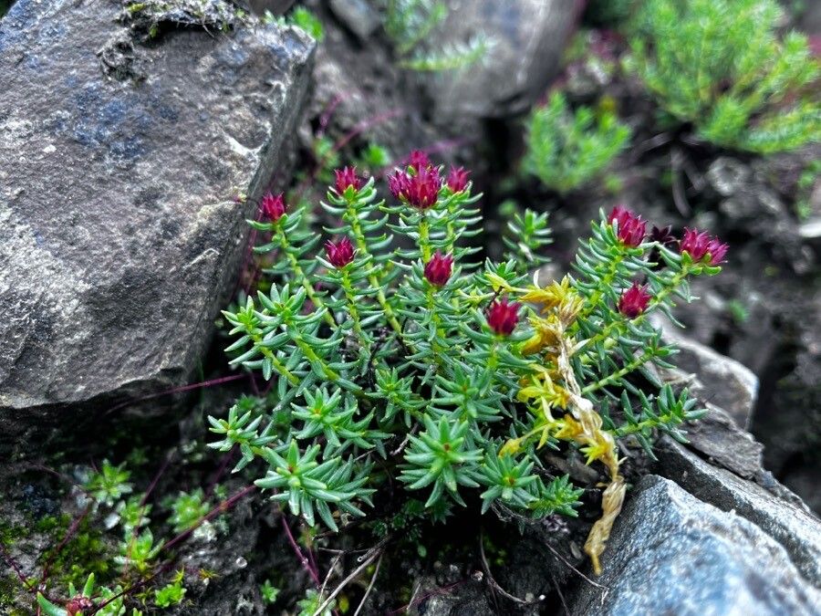 Rhodiola himalensis flower