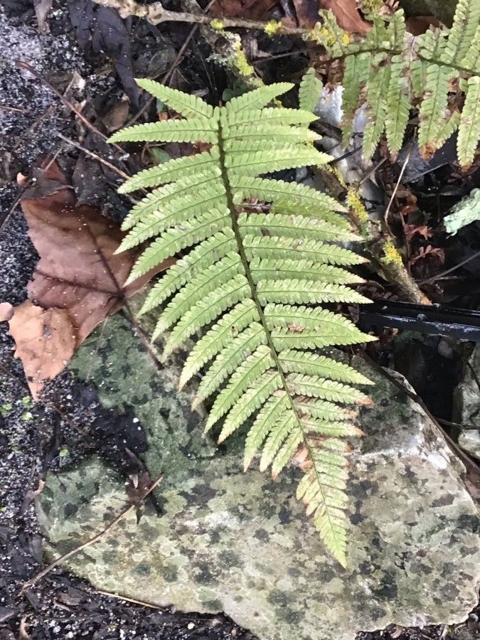 Thelypteris pozoi leaf