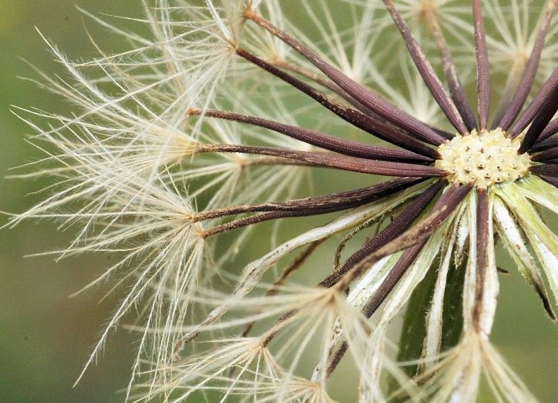 Leontodon crispus fruit