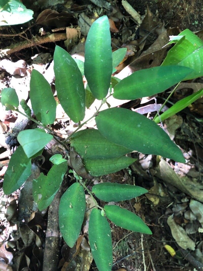 Piper consanguineum — houseplant care guide